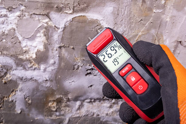 Best Mold Removal Near Me  in Las Maravillas, NM