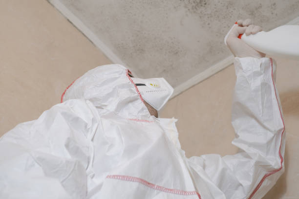 Best Mold Testing and Removal  in Las Maravillas, NM