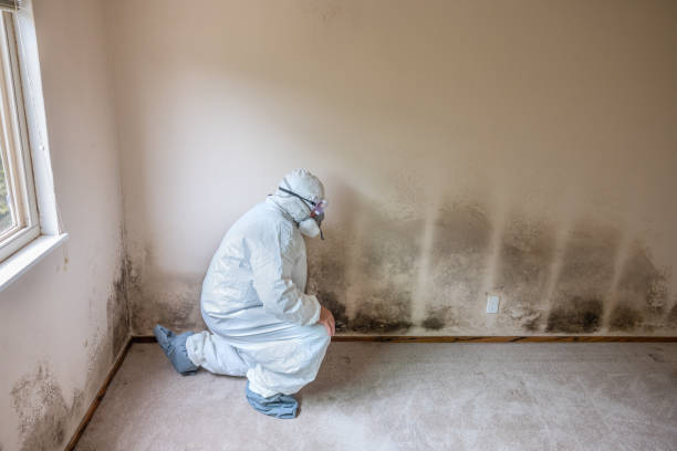 Best Black Mold Removal  in Las Maravillas, NM