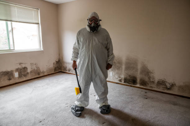 Best Toxic Mold Removal  in Las Maravillas, NM