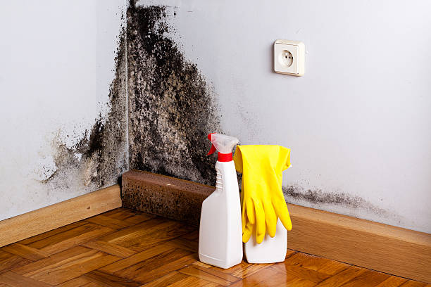 Best Black Mold Removal  in Las Maravillas, NM